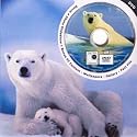 Polar Bear DVD Theme Card - DVD Greeting Card for Any Occasion