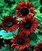 Velvet Queen Sunflower 18 Seeds