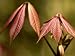 Aesculus Parviflora (Shrubby Pavia), Close-up of New Red Palmate Leaves Photographic Poster Print by Susie Mccaffrey, 24x18