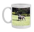 staffordshire bull terrier coat