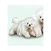 White Poodle Dog Plush Yomiko Classic 11