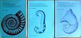 Catalogue of the type and figured specimens of mesozoic Ammonoidea in the British Museum (Natural History)