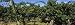 Bunch of Grapes in a Vineyard, Prosser, Yakima Valley Appellation, Washington, USA Ph...