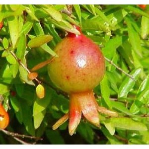 15 Dwarf Pomegranate Seeds for - Bonsai , Houseplant or Outside