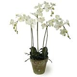 phalaenopsis pots-Phalaenopsis orchis in pot 3 stems 27