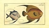 IMAGE OF Silver Fish Beautiful MUSEUM WRAP CANVAS Print with Added BRUSHSTROKES Marcus Bloch 14x8