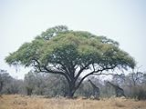 IMAGE OF Two Giraffes Stand in the Shade of a Large Acacia Tree Stretched Canvas Poster Print by Beverly Joubert, 36x48