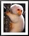 A Cuscus Clinging to a Tree Trunk Framed Art Poster Print by Darlyne A. Murawski, 31x39