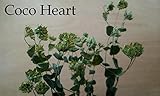 ~Coco Heart~　　ププレイユム　（木の実・ドライフラワー・プリザーブドフラワー）