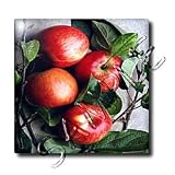 Fruit Food - Apple - Tiles