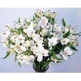 White Peruvian Lilies Fresh Flower Bouquet