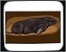 Mouse Pad with animal, rodent, mole, hibernate, den, burrow