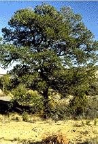 Pinyon Pine Tree 10 Seeds - Pinus edulis - Bonsai