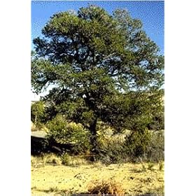 Pinyon Pine Tree 10 Seeds - Pinus edulis - Bonsai