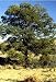 Pinyon Pine Tree 10 Seeds - Pinus edulis - Bonsai