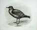 1908 Sooty Shearwater Puffinus Griseus Adult Bird Plate