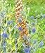 Garden Perennial-Burnished Foxglove - Digitalis ferrruginea 'Yellow Herald'