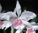 Laelia purpurata var carnea Newberry Perfection x self