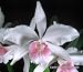 Laelia purpurata var carnea Newberry Perfection x self