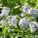 Blue Star (Amsonia illustris) - Jumbo Wildflower Seed Packet