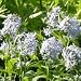 Blue Star (Amsonia illustris) - Jumbo Wildflower Seed Packet