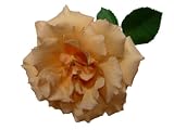 ジュリア 【茶色】 10本 ◆バラの花束◆