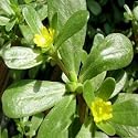 Purslane - 5000 Seeds