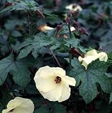 Edible Sunset Hibiscus 10 Seeds - Abelmoschus-Perennial