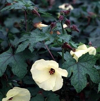 Edible Sunset Hibiscus 10 Seeds