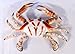 Hand Painted Crab Beach Tiki Bar Wall Mount Decor 6