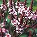 Grow Your Secret Garden Verbena Hastata Rosea 100 Seeds
