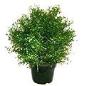 National Tree Company LAR-700-30 30 Inch Argentea Plant in Round Green Plastic Pot