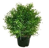 National Tree Company LAR-700-30 30 Inch Argentea Plant in Round Green Plastic Pot