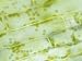 Elodea Aquatic Plant X250 Chloroplasts Visible Photographic Poster Print, 16x12