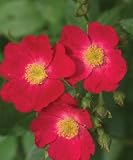 Amazon / Hirts: Rose: Happy Candy Rose Bush -Perpetual Blooms-Candy Apple Red