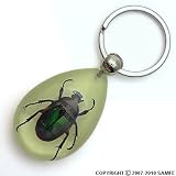 Buy Real Insect Glow-in-the-Dark Key Chain - Blackish Rose Chafer Beetle