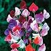 Sweet Pea Heirloom