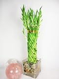 9GreenBox Live 14 Twist Braid Unique Lucky Bamboo Plant Arrangement w/ Glass Vase & Pebble 41xASg4rB7L. SL160 9GreenBox Live 14 Twist Braid Unique Lucky Bamboo Plant Arrangement w/ Glass Vase & Pebble
