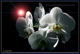 Linda Shier White Orchids 8 x 10 Glossy Print