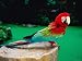 Colourful Parrot at Jurong Bird Park, Singapore Animals Photographic Poster Print by John Elk III, 24x18