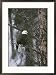 A Bald Eagle Perches Majestically on a Douglas Fir Animals Framed Photographic Poster Print by Michael S. Quinton, 21x29
