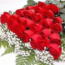 Two Dozen Long Stemmed Premium Fire and Ice Roses