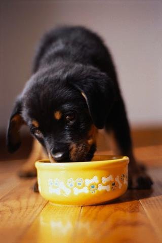 Puppy Eating from Bowl - 18