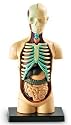 Human Body Anatomy Model