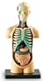 Human Body Anatomy Model