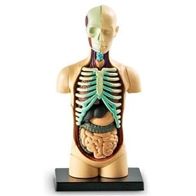 Human Body Anatomy Model by Learning Resources