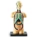 Learning Resources Anatomy Model Human Body