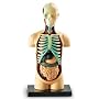 Learning Resources Anatomy Model Human Body