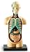 Human Body Anatomy Model
