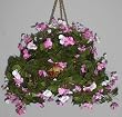 Pink & Cream Hanging Impatiens Basket